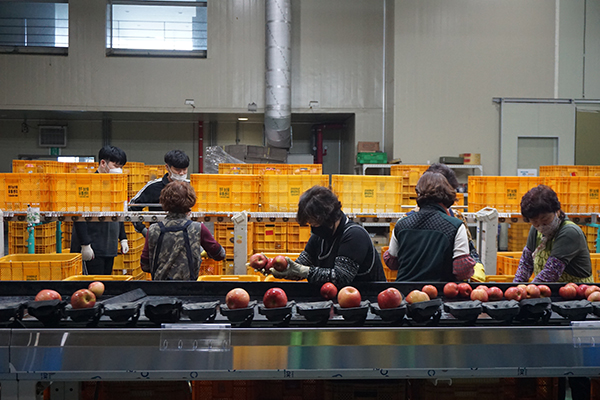 농산물산지유통센터에서 사과를 엄선하고 있는 가운데 조합원이 줄면서 대책 마련을 위해 고민이 늘고 있다.