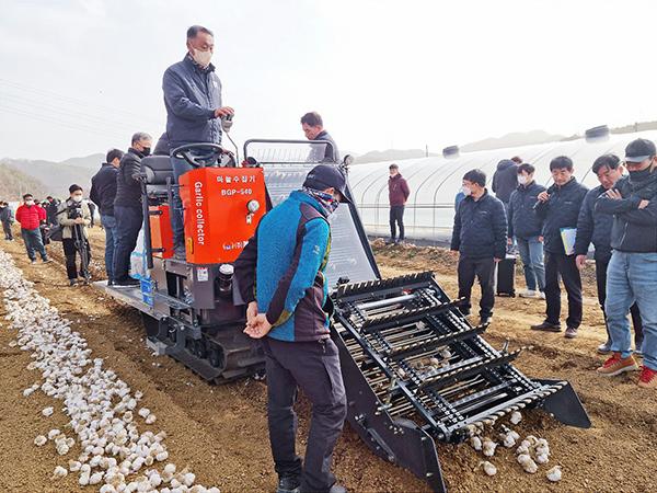 농림식품기술기획평가원은 농림축산식품부 R&D 사업 지원을 통해 수확 후 마늘밭에 말려 둔 마늘을 수집 및 이송, 수납할 수 있는 자주식 마늘 수집기 개발에 성공했다.