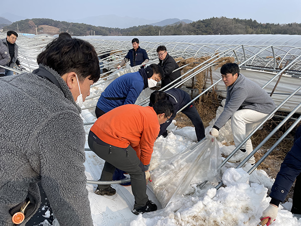농관원 본원과 전남지원 직원 90여 명이 전남 담양군과 장성군에 소재한 시설재배 농가 3곳을 방문해 ‘피해농가 일손돕기’를 추진했다.