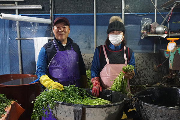 정철룡 회장이 아내와 함께 수확한 미나리를 손질하고 있다.