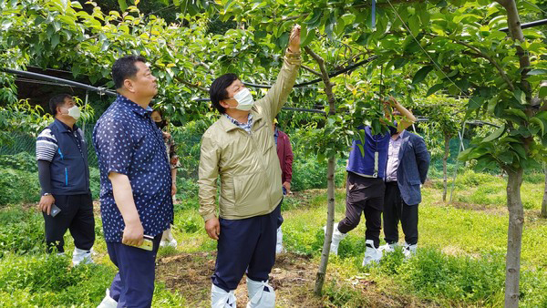 지난해 여름 홍상의 조합장이 화상병 의심 농가를 현장 방문하고 있는 모습.