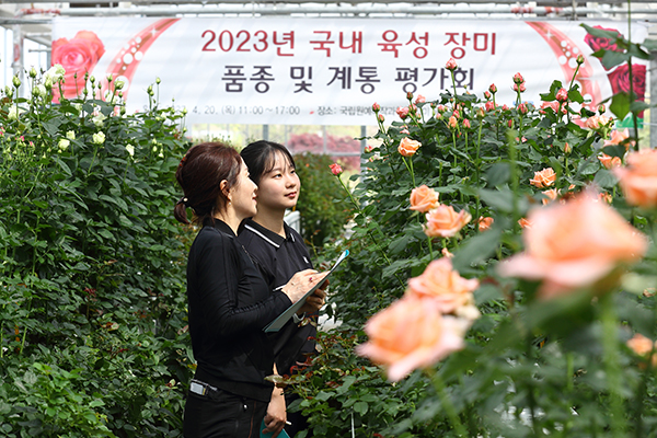 농촌진흥청은 지난 20일 국립원예특작과학원(전북 완주군)에서 ‘2023년 국내 육성 장미 품종·계통 평가회’를 열었다.