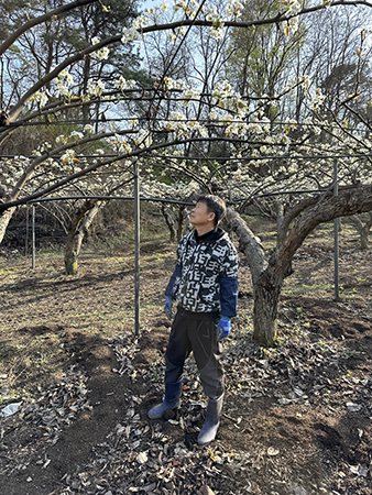 지난 7일 경기도 안성시 원곡면 농원에서 평택원예농협 이영수 조합원이 냉해를 입은 배꽃을 바라보고 있다.