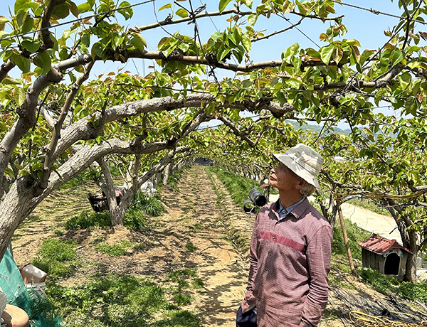 천안배원예농협의 신창복 조합원이 냉해 입은 배나무를 바라보고 있다.