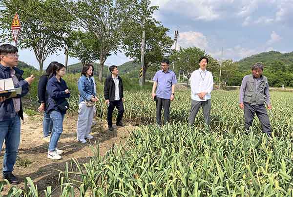 경남 창녕군 마늘 주산지 벤치마킹