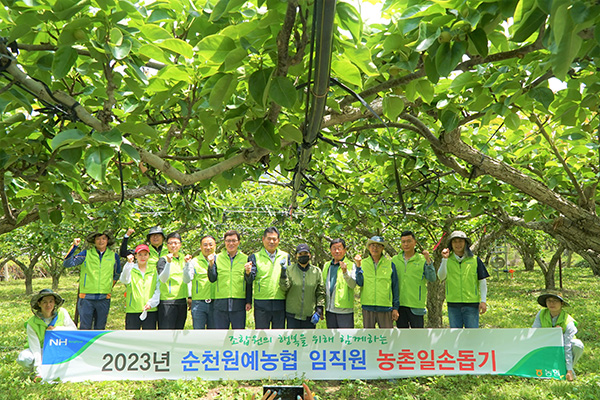 순천원예농협이 본격적인 매실 수확철을 맞아 낙안, 황전, 월등 각 지역별 1개 농가씩 선정해 매실 수확을 위한 봉사활동을 실시했다.