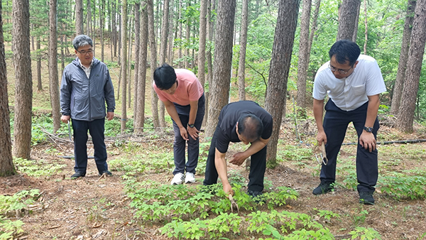 산림청은 지난 16일 강원도 홍천군 서석면 산양삼 재배 현장을 찾아 ‘산림분야 규제혁신 전담팀(TF)’ 회의를 개최했다.