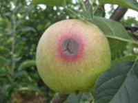 사과 탄저병 증상