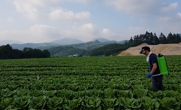 고랭지 배추밭에 고온피해경감물질을 뿌리는 모습