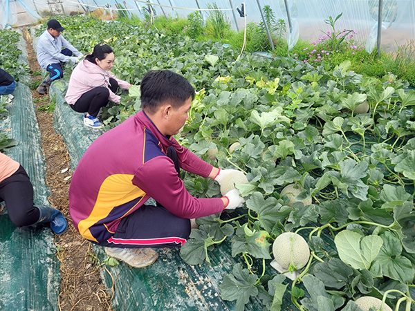 외국인 계절근로자들이 멜론 수확작업을 하고 있다.(사진=함안군)