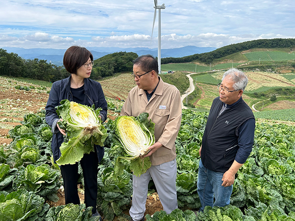 박수진 농림축산식품부 식량정책실장(왼쪽 끝)이 지난달 31일 강원특별자치도 강릉시 왕산면 대기리에 위치한 고랭지 배추 밭에 방문해 생육상태 등을 점검하고 있는 모습.