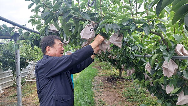 이동희 조합장이 신품종 보급사업으로 조성된 과수원을 살펴보고 있다.