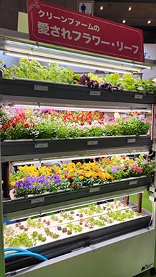 식용꽃과 채소 식물공장