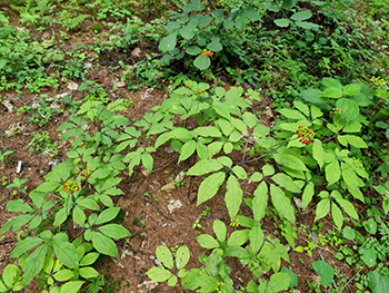 산림약용자원연구소 봉화연구시험림에서 자란 산양삼
