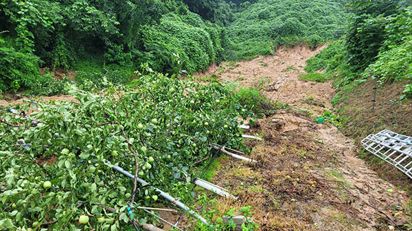 사과 생산 농가는 지난 여름철에 태풍으로 인해 쓰러진 피해를 입었으며 사과 생산량의 감소로 어려운 한해를 보냈다.
