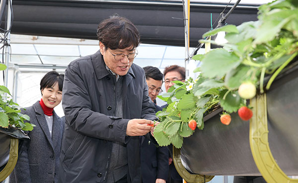 농촌진흥청은 지난 5일 충남 천안 입장면에서 딸기를 재배하고 있는 청년 창업 농가를 방문하고, 청에서 개발한 에너지절감 기술의 현장 적용 상황을 살폈다.