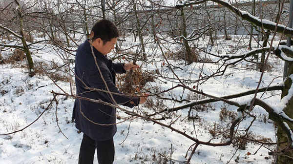 과수동해 조기판별을 위한 간이검정을 실시하고 있는 모습(사진=서천군)