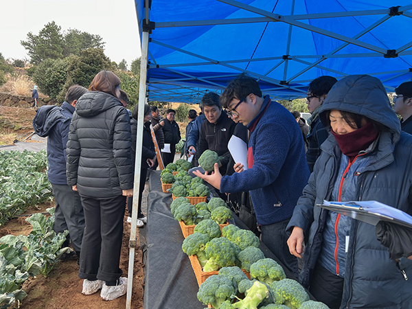 지난달 30일 진행된 브로콜리 신품종 현장평가회