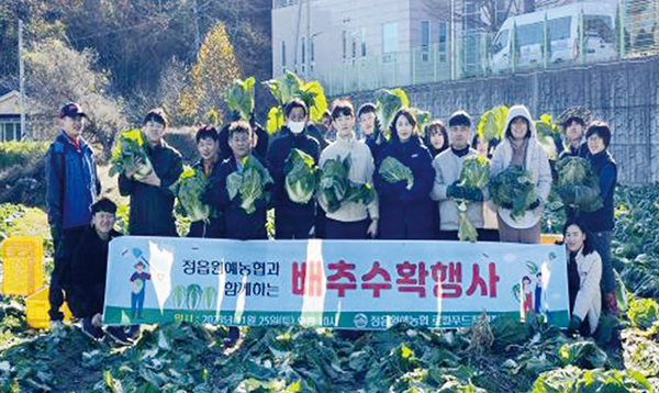 정읍원예농협은 지난해 11월, 조합원과 임직원이 참석한 가운데 배추 수확행사를 진행하고 사진촬영을 하고 있다.