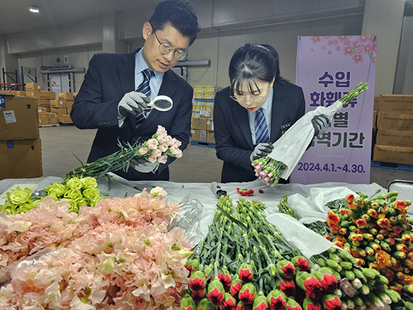 농림축산검역본부 관계자들이 수입 화훼류 검역을 하고 있는 모습.