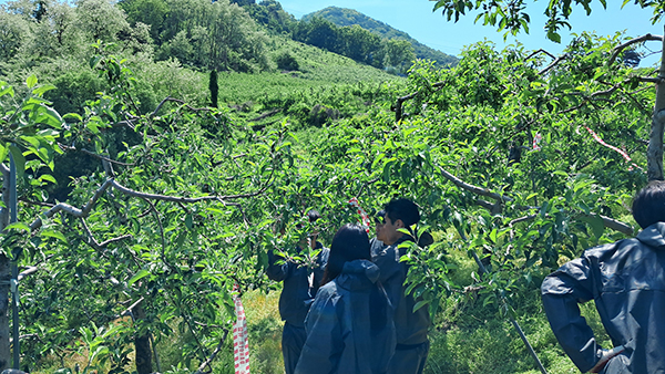 충북 충주 사과 과수원 현장 모습.