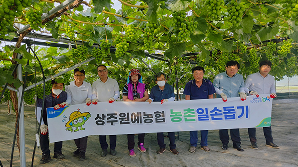 상주원예농협 경제사업장 직원들이 29일 경북 상주시 관내 포도 농가를 방문해 영농철 농촌일손 돕기를 실시했다.