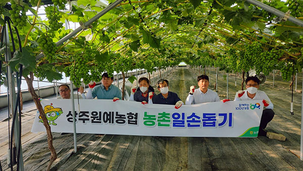 상주원예농협 직원들이 지난 10일 경북 상주시 관내 포도 농가를 방문해 영농철 농촌일손 돕기를 실시했다.