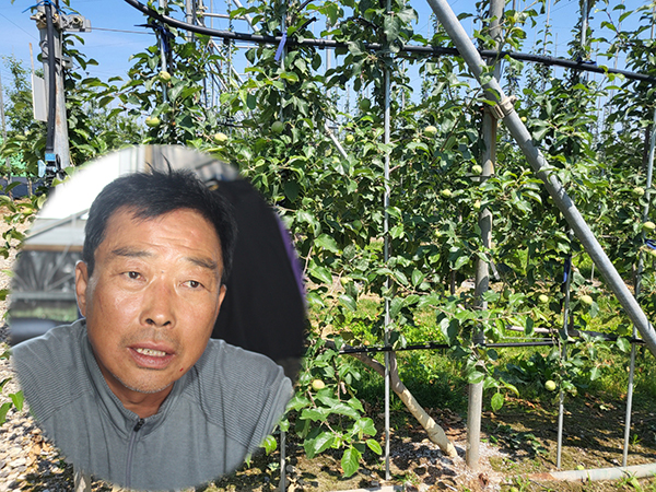 다축형 과원이 적용된 모습.(원내는 임춘근 예산능금농협 조합원)