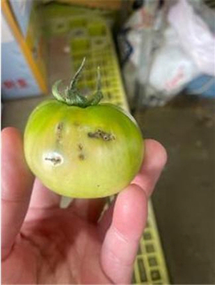 토마토뿔나방 피해 모습