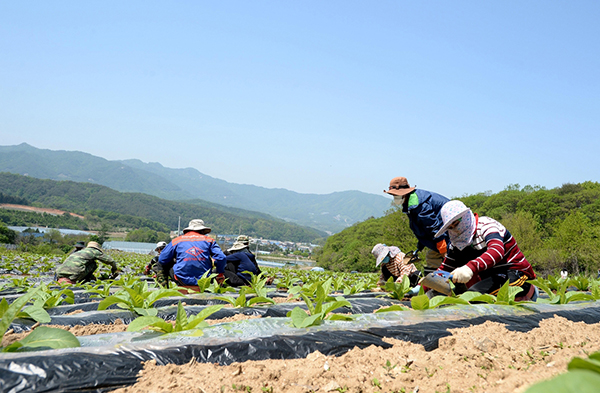 화천 지역 한 농가에서 일하고 있는 외국인 계절근로자 모습.(화천군 제공)