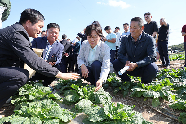 송미령 장관이 전남 해남군 일원의 배추 밭을 찾고 생육상황을 점검하고 있다.