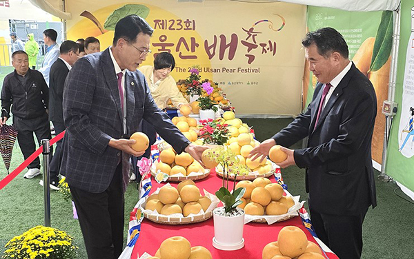 이순걸 울주군수와 김창균 울산원예농협 조합장(오른쪽)이 ‘울산배 품평회'에 출품된 배를 살펴보고 있다.
