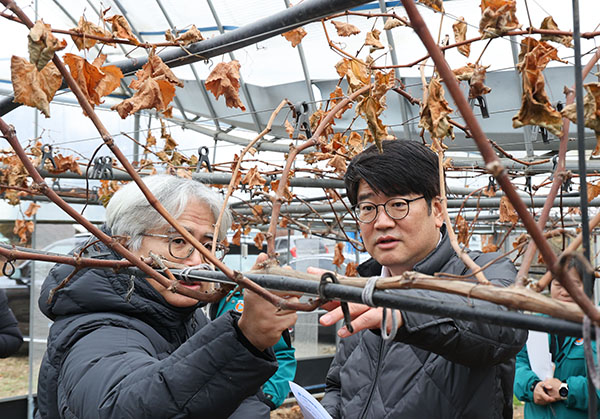 권재한 농촌진흥청장은 9일 충남 천안시에서 폭설 피해를 입은 시설 포도 재배 농가를 찾아 현장을 점검하고 있다.