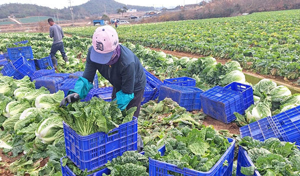 전라남도 해남군 포전의 배추 수확 현장 모습.