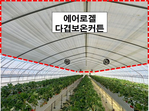 에어로겔 다겹보온커튼을 설치한 시설딸기농원.
