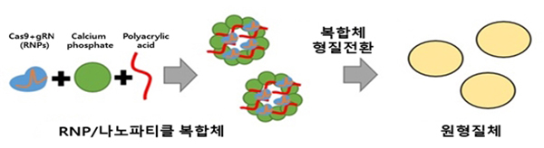 RNP/CaP 복합체 합성 모식도