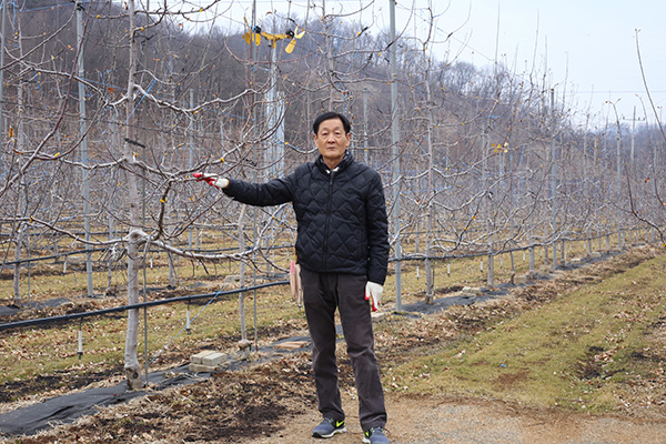 경북 문경시에서 사과 농사를 짓는 박유식 씨가 야무진 제품 사용 후 변화를 설명하고 있다.