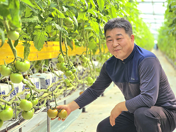 문영일 조합원이 본인의 농장에서 자라나는 토마토를 보여주고 있다.