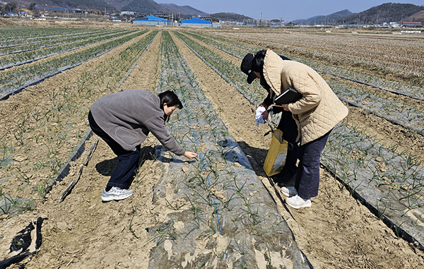 양파 생육점검 모습.