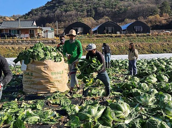 외국인 근로자들이 작업을 하고 있는 모습.(사진 = 괴산군)