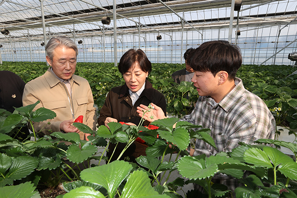 강호동 농협중앙회장(왼쪽 1번째)이 송미령 농림축산식품부 장관(2번째)과 함께 청년농업인의 스마트팜 농가에서 딸기의 생육 상황을 살피고 있다.
