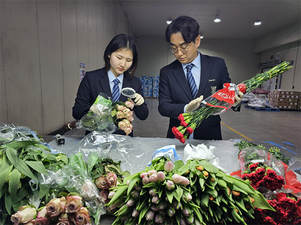 농림축산검역본부 직원들이 수입 절화를 확인하고 있다.