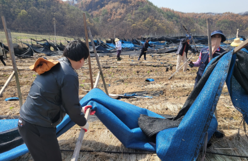 한국인삼협회는 17일 산불 피해를 입은 경북 청송의 인삼 농가를 찾아 복구 지원 작업에 참여했다.
