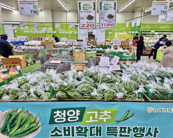 농협경제지주는 지난 15일부터 2주간 청양고추 재배 농가를 지원하기 위해 전국 농협하나로마트에서 청양고추를 최대 45% 할인 판매한다.