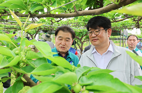 권재한 농촌진흥청장과 안성구 안성원예농협 조합장(왼쪽)은 지난 22일 경기도 안성시 프리미엄 배 수출단지를 방문해 배 생육 현황을 점검하고 기술 지원 방안을 논의했다.