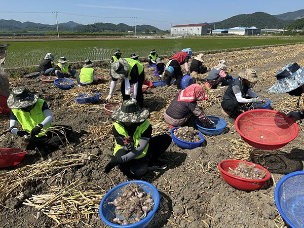 세종공주원예농협 임직원들은 지난 5일 공주시 우성면 동대리 마늘 재배 농가를 찾아 농촌 일손돕기 봉사활동을 펼쳤다.