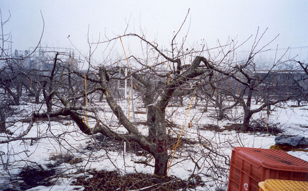 과거의 교목성 사과나무(2001년 충주)