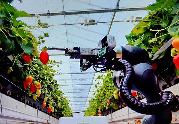 관심 많았던 딸기 수확 로봇(organifarms: 독일)