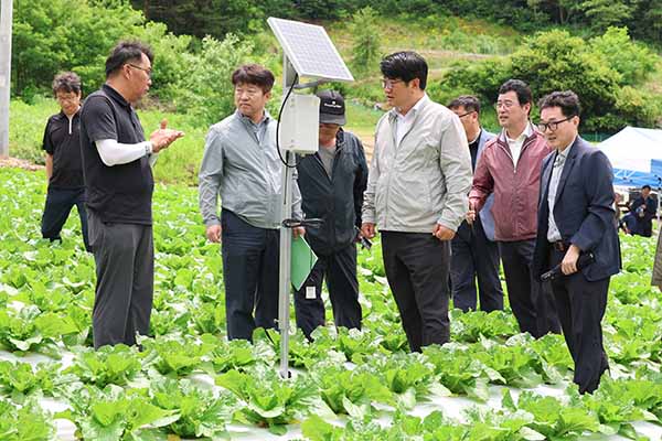 권재한 농촌진흥청장이 고랭지 배추밭을 찾아 생육상황을 점검하고 있다.